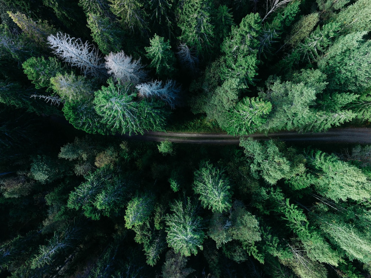 Aerial view of a dense, intact green forest.