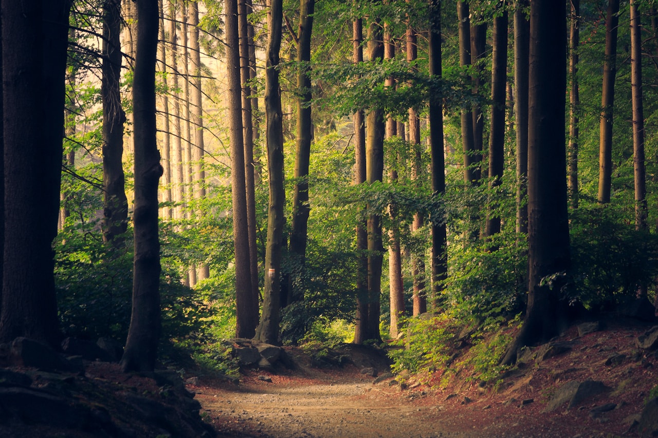 Sunlight filtering through the canopy of an ancient forest onto a quiet path.