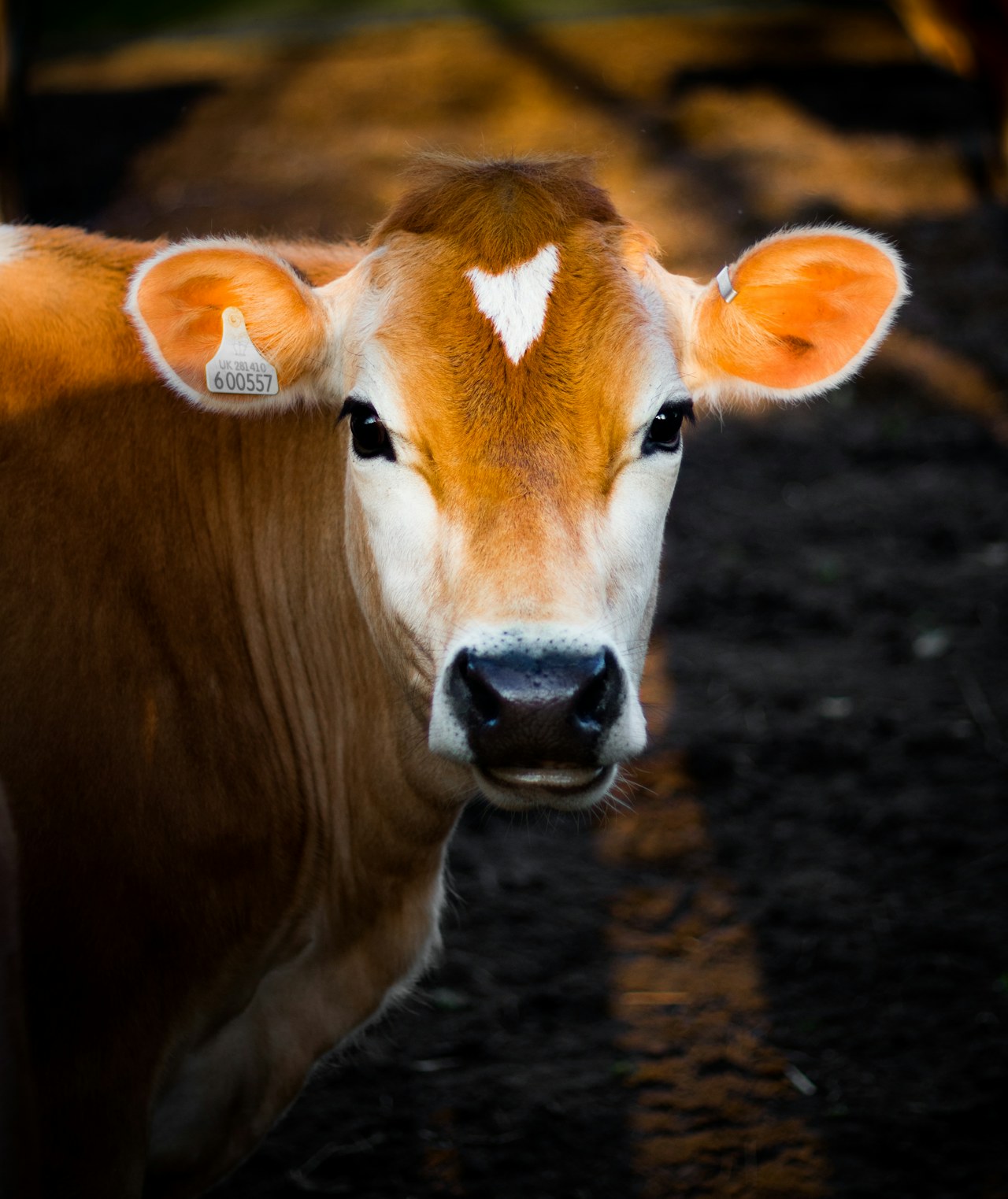 A young calf with soft eyes.