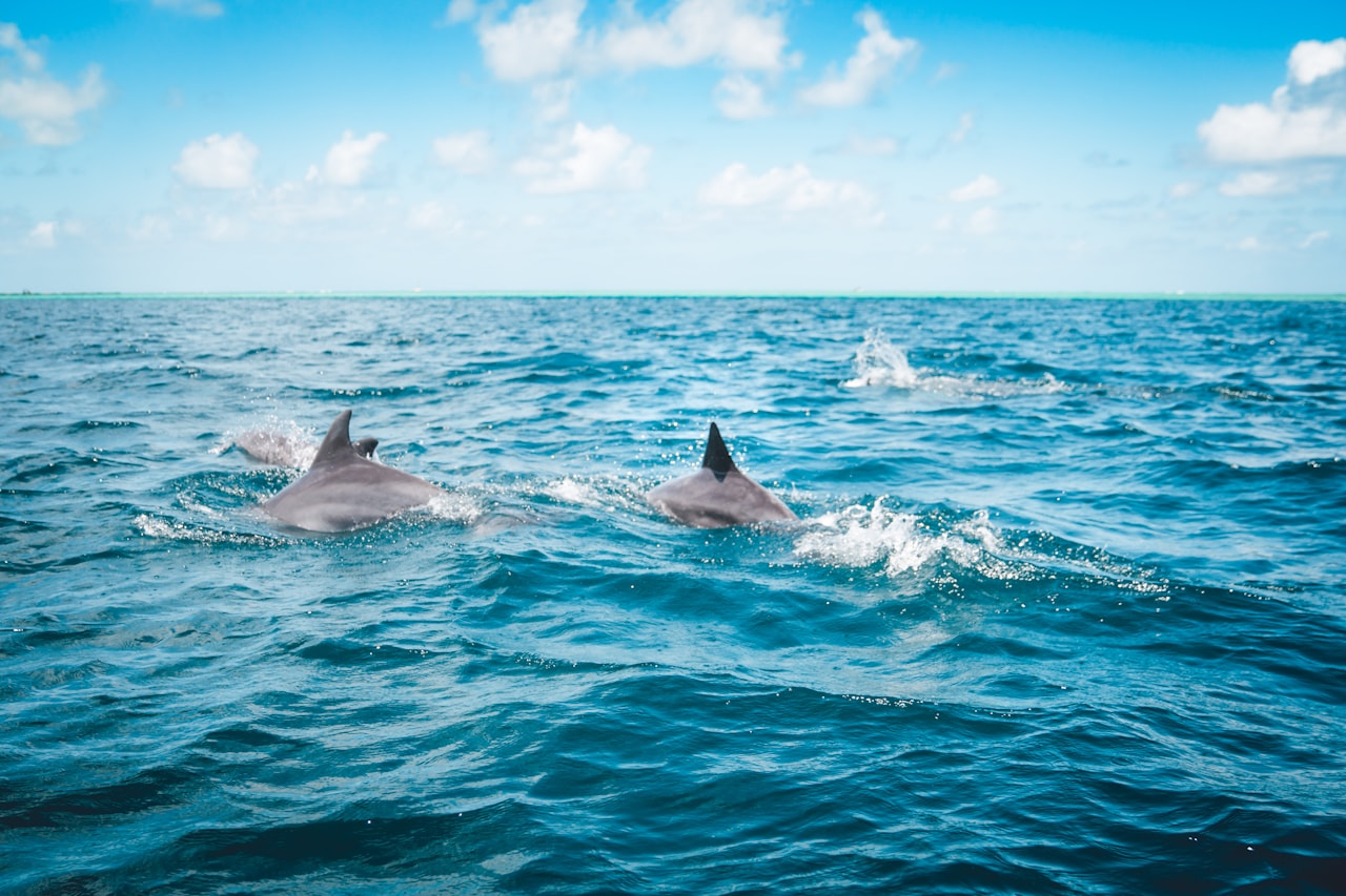 Wild dolphins in the open ocean.