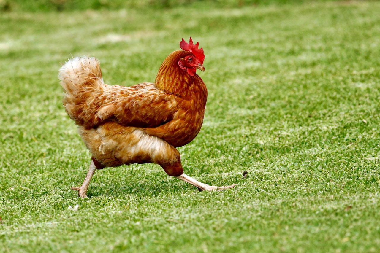 A hen on bright green grass.