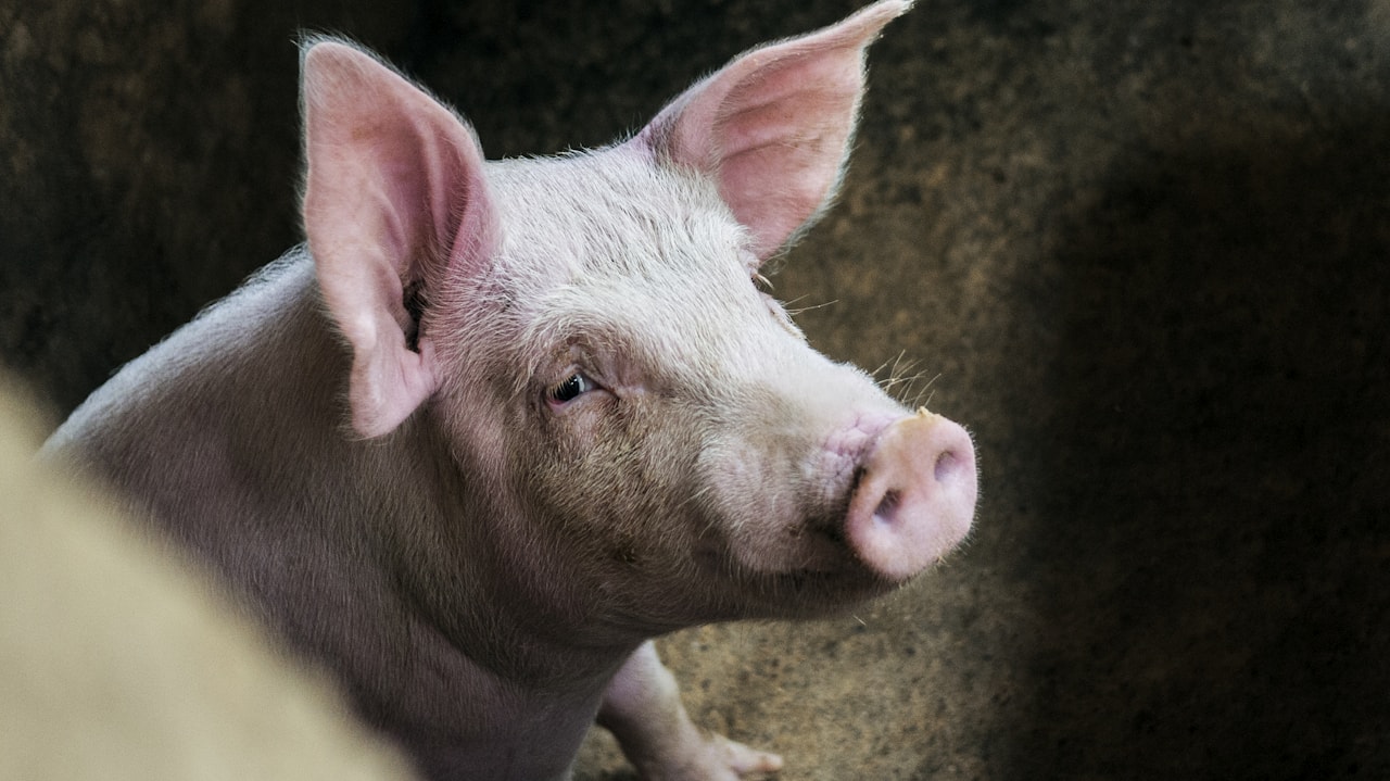 A pig in soft profile, resting calmly.