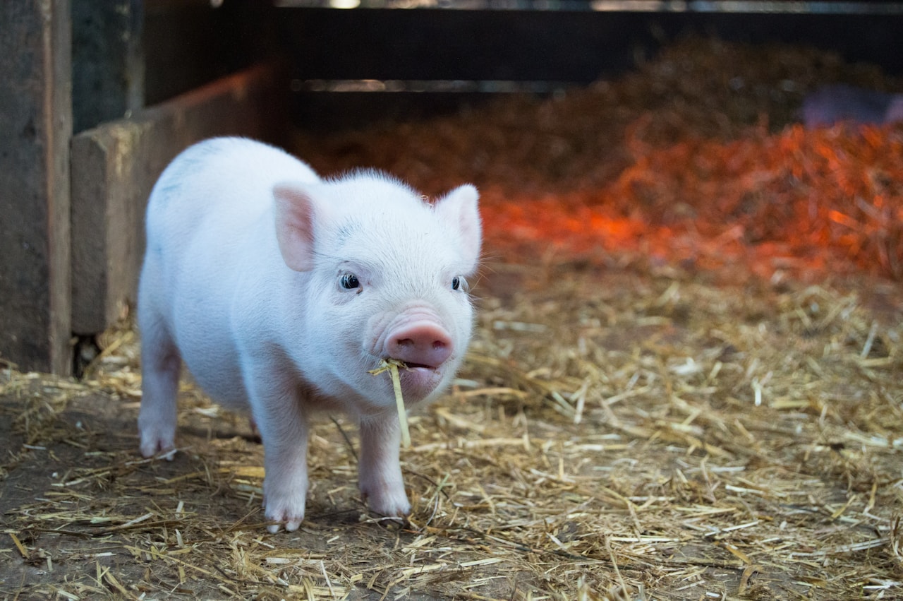 A piglet standing on straw.