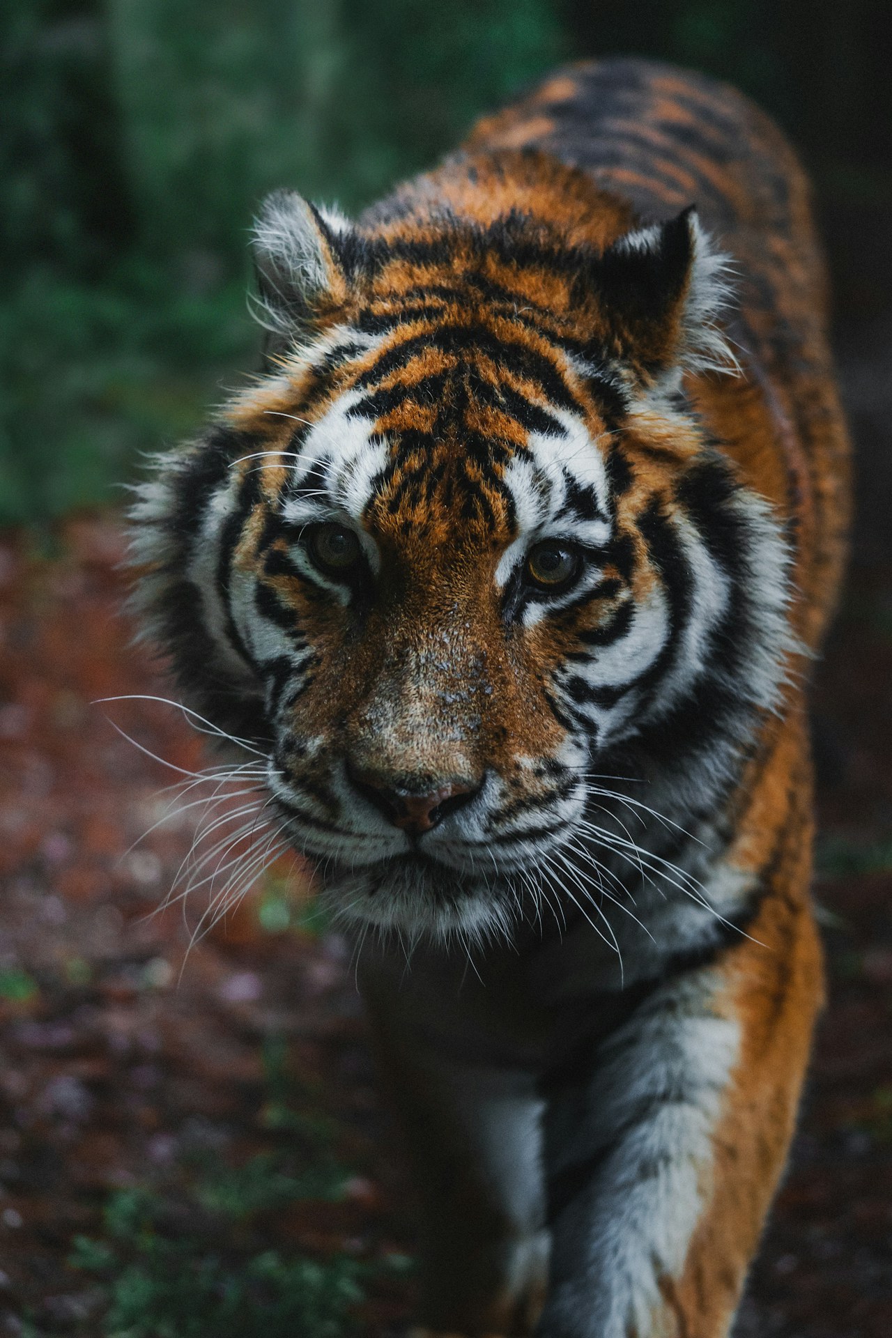A wild tiger in its forest habitat.
