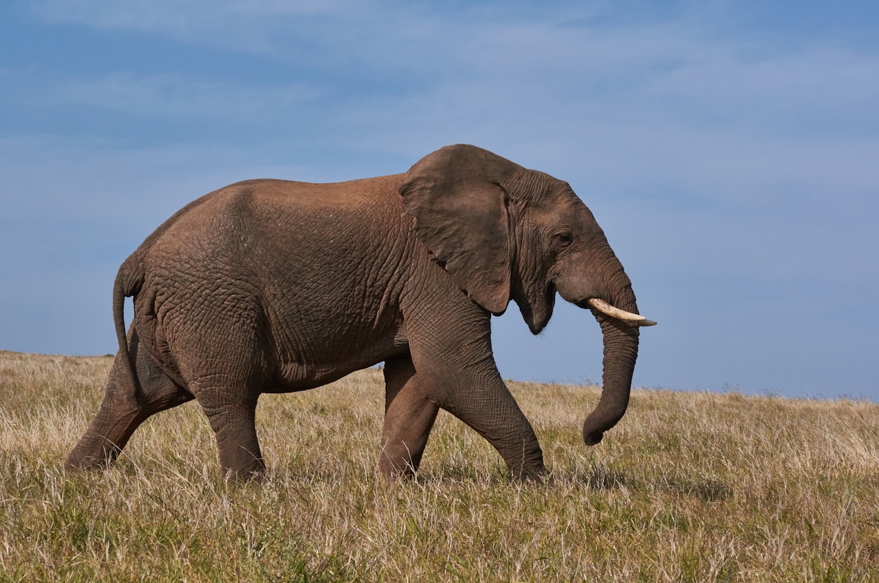 An elephant walking across open grassland.