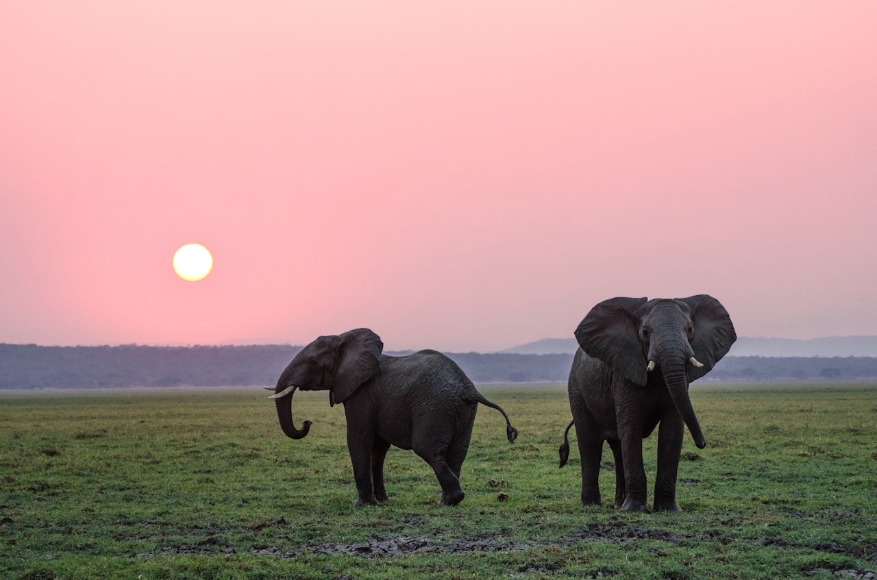 An elephant standing calmly in open natural habitat.