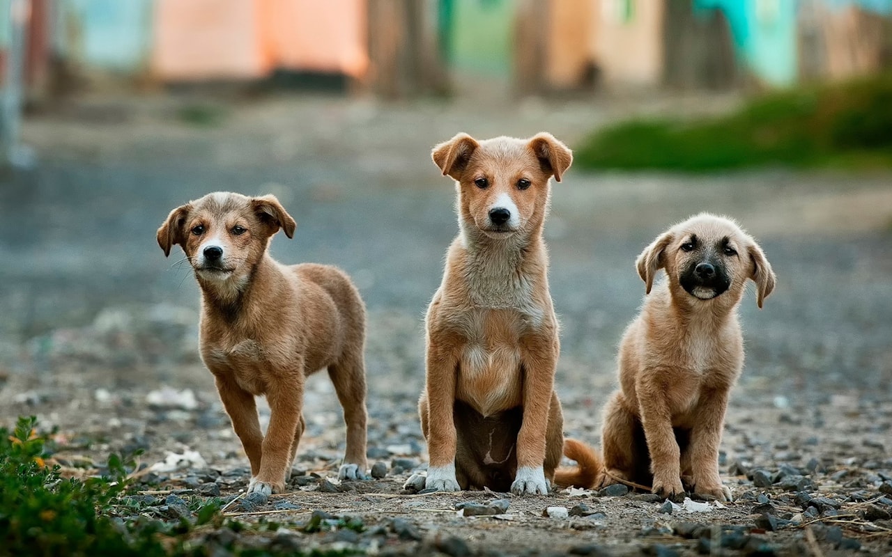 Three rescued young dogs in soft daylight.