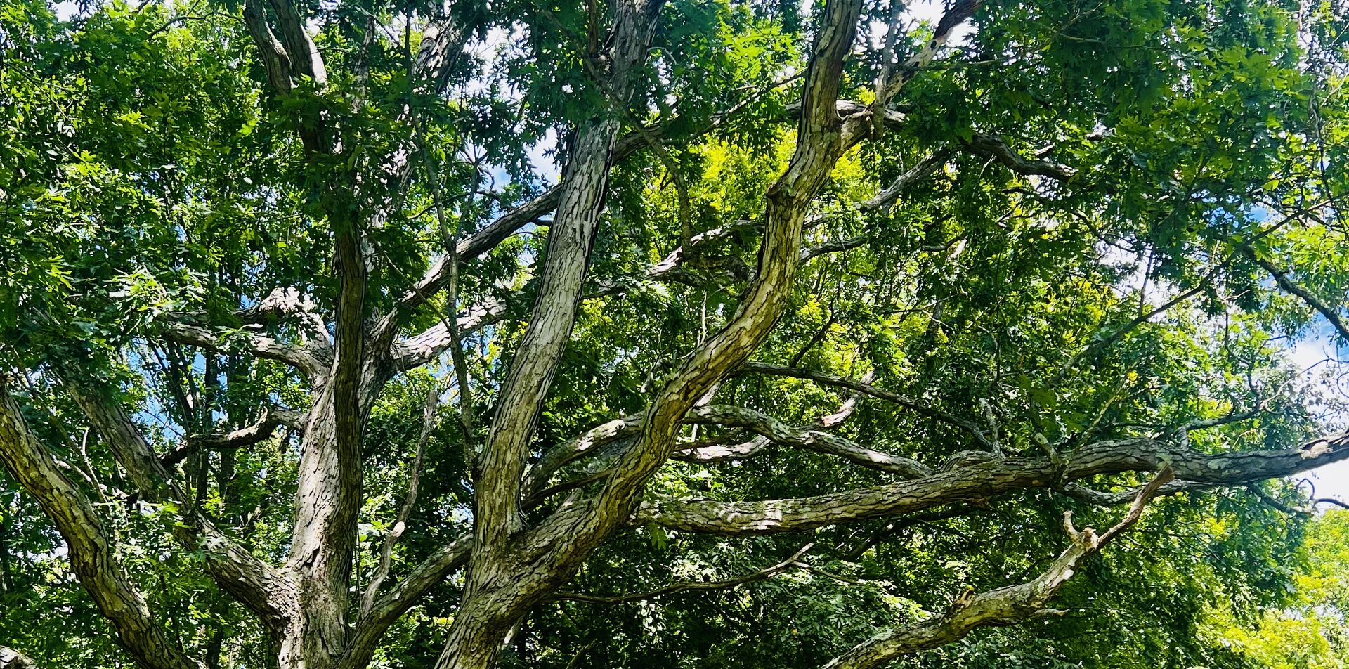 Sunlight through the sprawling branches of an ancient tree.