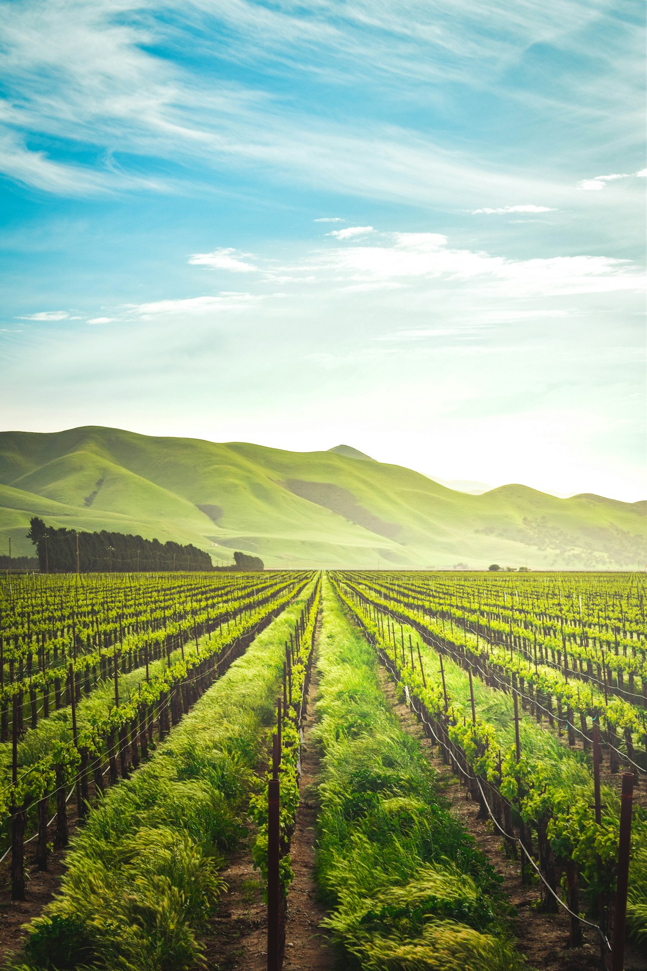 Rows of a green farm stretching toward rolling hills at dawn.
