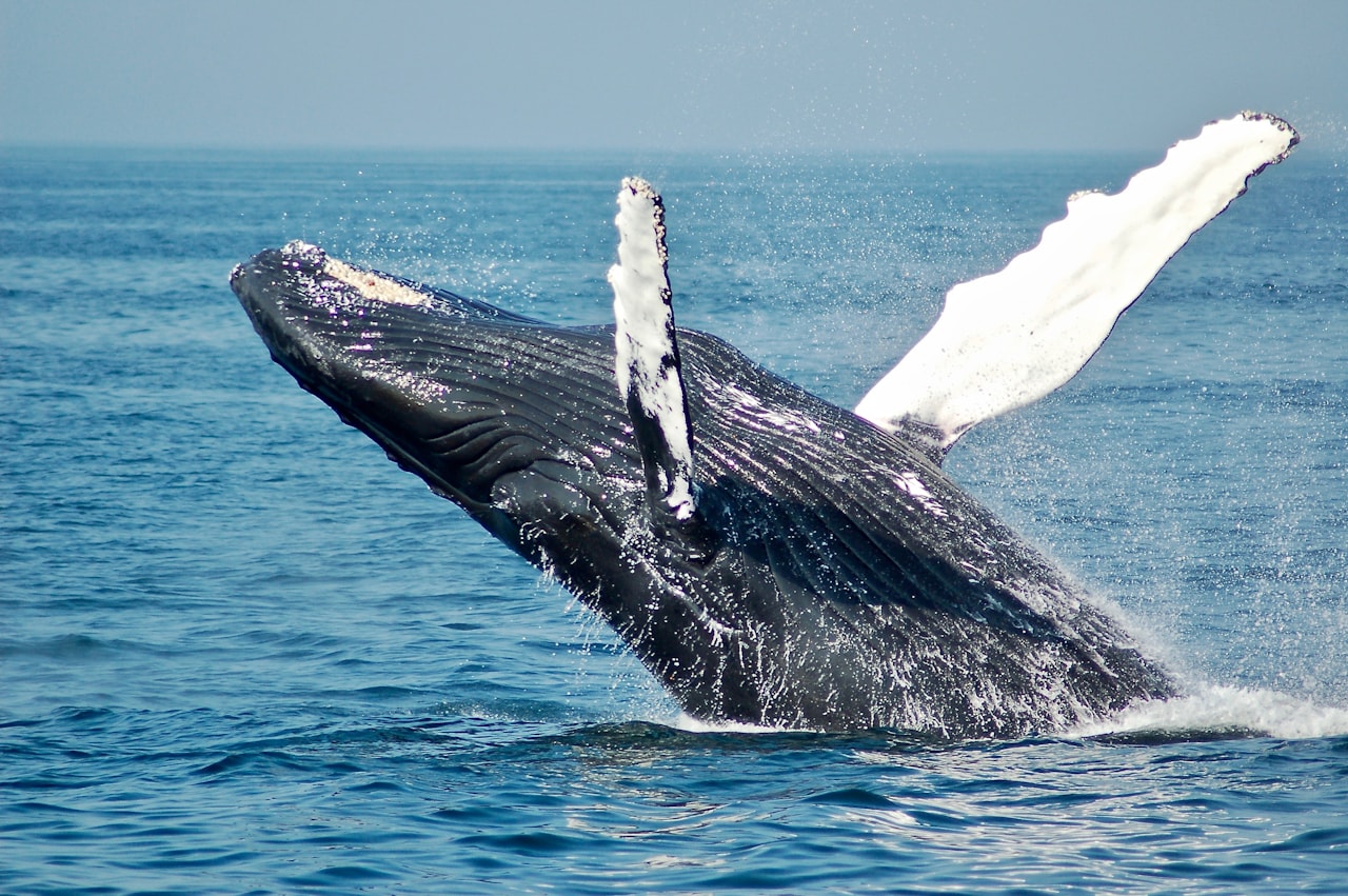 A humpback whale breaching the ocean surface.